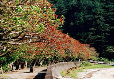 Sightseeing�i�ό��j in Kakeroma